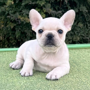 子犬販売で新しいクリーム男兄弟の写真を紹介！