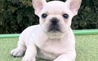 Image is not available