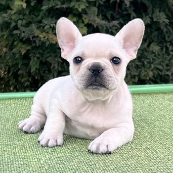 251030CRM-03アメリカ系コロコロボディーのフレンチブルドッグのクリーム男の子です。