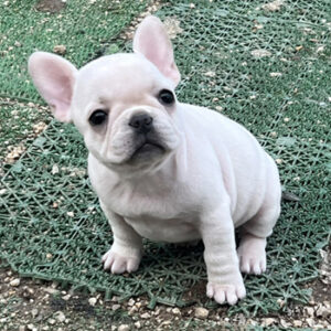 子犬販売で新しいクリーム女の子の写真を紹介！