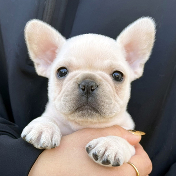 251030CRM-02アメリカ系コロコロボディーのフレンチブルドッグのクリーム男の子です。