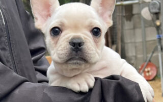 Image is not available