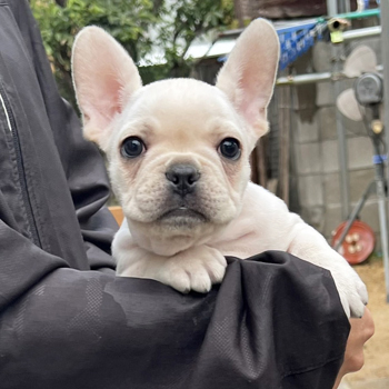 251030CRM-03アメリカ系コロコロボディーのフレンチブルドッグのクリーム男の子です。