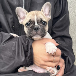 子犬販売で新しいフォーンパイド男の子の写真を紹介！