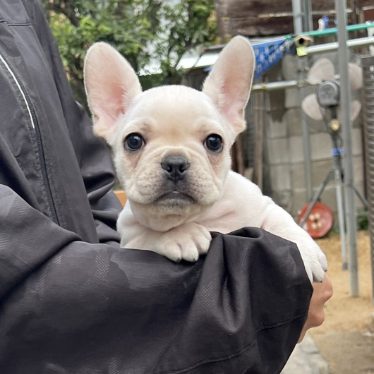 251030CRM-03アメリカ系コロコロボディーのフレンチブルドッグのクリーム男の子です。-1