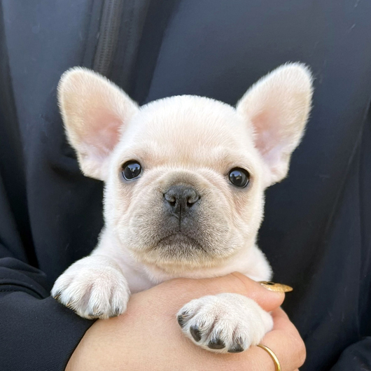 251030CRM-02アメリカ系コロコロボディーのフレンチブルドッグのクリーム男の子です。-1