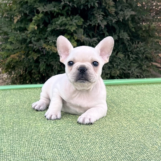 251030CRM-03アメリカ系コロコロボディーのフレンチブルドッグのクリーム男の子です。-1