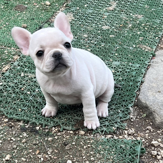 251030CRF-01アメリカ系コロコロボディーのフレンチブルドッグのクリーム女の子です。-1