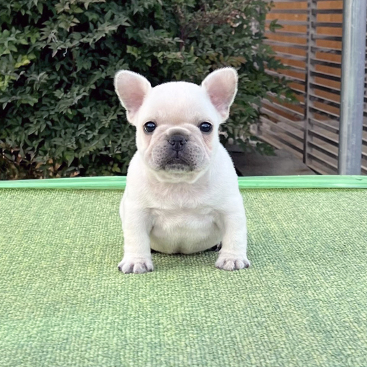 251030CRM-01アメリカ系コロコロボディーのフレンチブルドッグのクリーム男の子です。-1