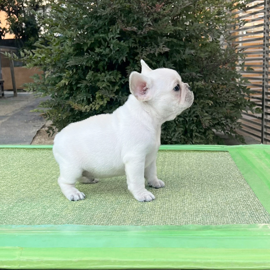 251030CRM-02アメリカ系コロコロボディーのフレンチブルドッグのクリーム男の子です。-2