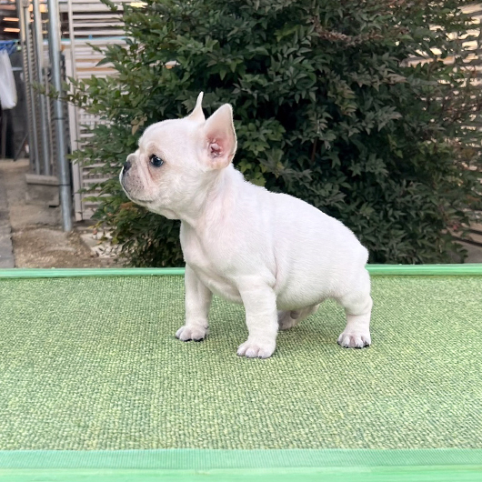 251030CRM-03アメリカ系コロコロボディーのフレンチブルドッグのクリーム男の子です。-2