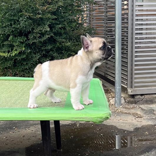 251014FPM-01可愛いお顔で綺麗な配色のフレンチブルドッグのフォーンパイド男の子です。-2