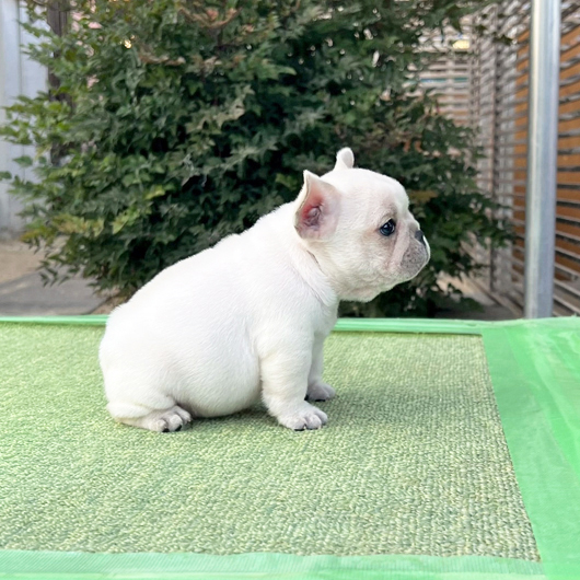 251030CRM-01アメリカ系コロコロボディーのフレンチブルドッグのクリーム男の子です。-2