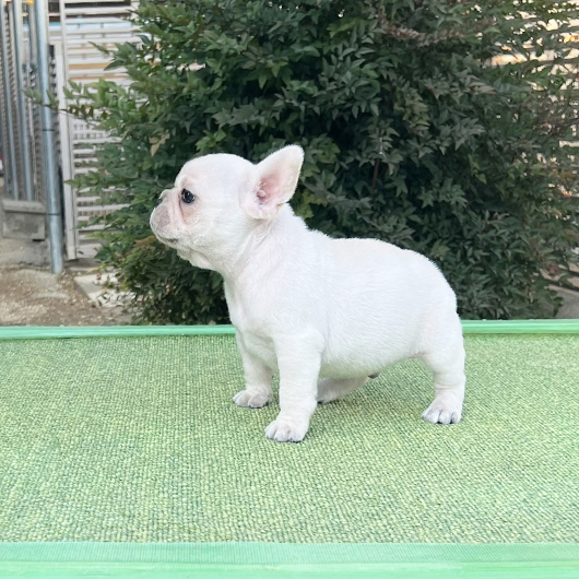 251030CRM-02アメリカ系コロコロボディーのフレンチブルドッグのクリーム男の子です。-3