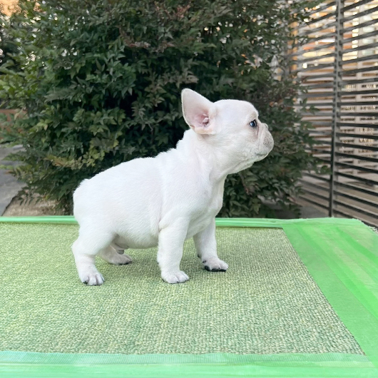 251030CRM-03アメリカ系コロコロボディーのフレンチブルドッグのクリーム男の子です。-3