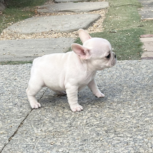 251030CRF-01アメリカ系コロコロボディーのフレンチブルドッグのクリーム女の子です。-3