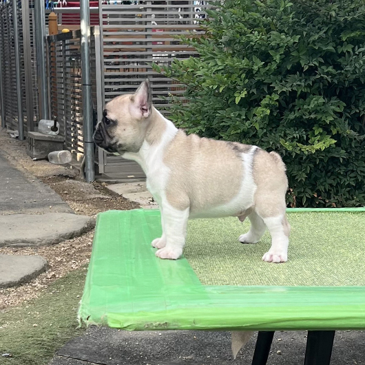 251014FPM-01可愛いお顔で綺麗な配色のフレンチブルドッグのフォーンパイド男の子です。-3