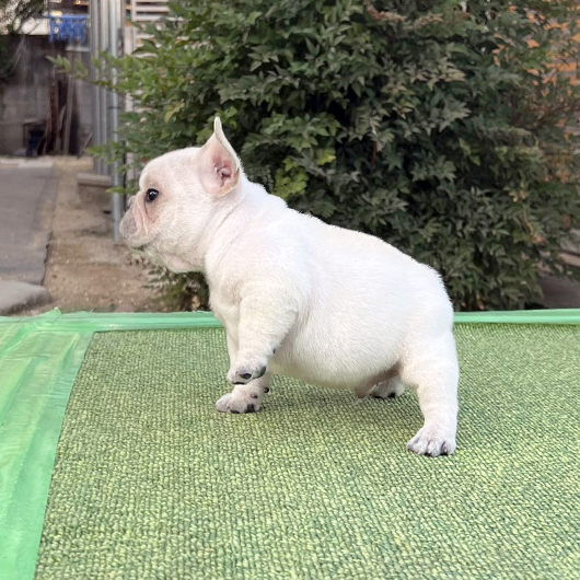 251030CRM-01アメリカ系コロコロボディーのフレンチブルドッグのクリーム男の子です。-3