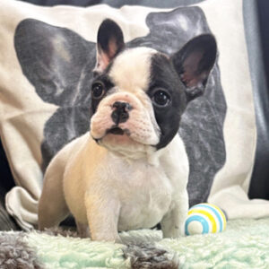 子犬販売で新しいパイド男の子の写真を紹介！