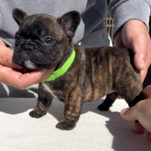 子犬販売で新しいタイガーブリンドル兄妹の写真を紹介！