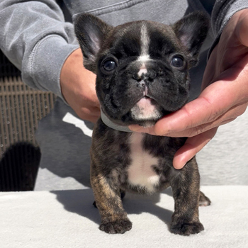 251220BRM-01可愛いお顔でコロコロボディーのフレンチブルドッグのタイガーブリンドル男の子です。