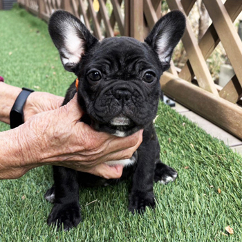 251201BRF-01アメリカ系コロコロボディーのフレンチブルドッグのブリンドル女の子です。