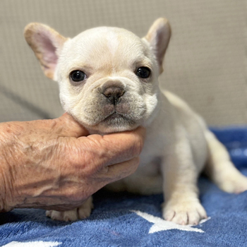 子犬販売で新しいクリーム女の子とブリンドル男の子の兄妹の写真を紹介！