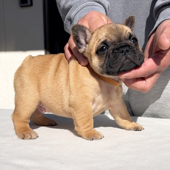 251214FWM-01可愛いお顔でコロコロボディーのフレンチブルドッグのフォーン男の子です。
