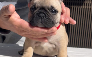 Image is not available