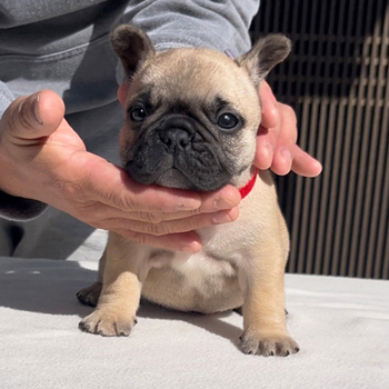 子犬販売で新しいフォーン兄妹の写真を紹介！