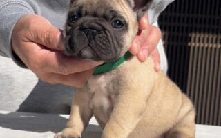 Image is not available