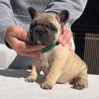 子犬販売で新しいフォーン兄妹の写真を紹介！