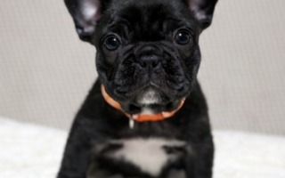 Image is not available