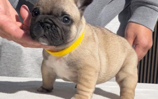 Image is not available