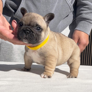 251214FWF-02可愛いお顔でコロコロボディーのフレンチブルドッグのフォーン女の子です。