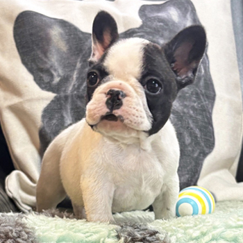251126PDM-01可愛いお顔で綺麗な配色のフレンチブルドッグのパイド男の子です。
