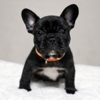 子犬販売で新しいブリンドル女の子の写真を紹介！