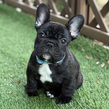 251201BRM-01アメリカ系コロコロボディーのフレンチブルドッグのブリンドル男の子です。