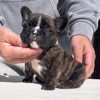 251220BRM-01可愛いお顔でコロコロボディーのフレンチブルドッグのタイガーブリンドル男の子です。