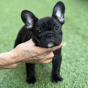 子犬販売でブリンドル兄妹の写真を更新！