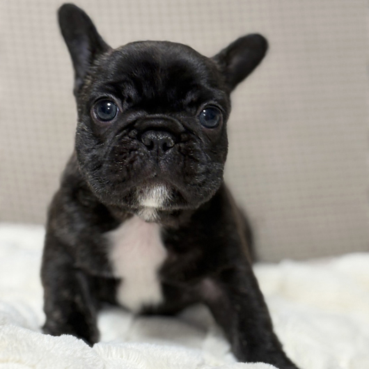 251201BRM-01アメリカ系コロコロボディーのフレンチブルドッグのブリンドル男の子です。-1