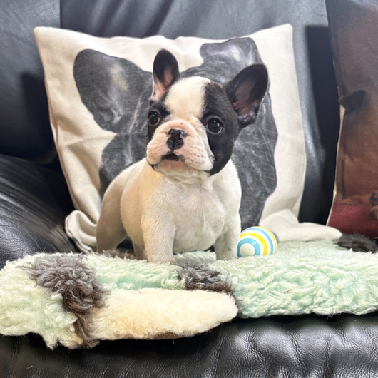 251126PDM-01可愛いお顔で綺麗な配色のフレンチブルドッグのパイド男の子です。-1