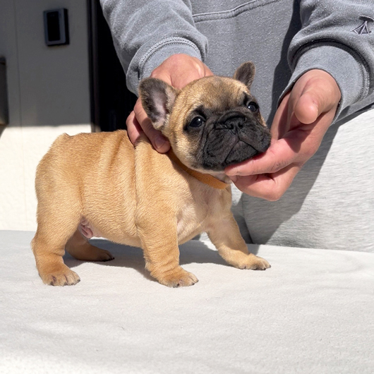 251214FWM-01可愛いお顔でコロコロボディーのフレンチブルドッグのフォーン男の子です。-1