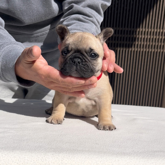 251214FWF-01可愛いお顔でコロコロボディーのフレンチブルドッグのフォーン女の子です。-1