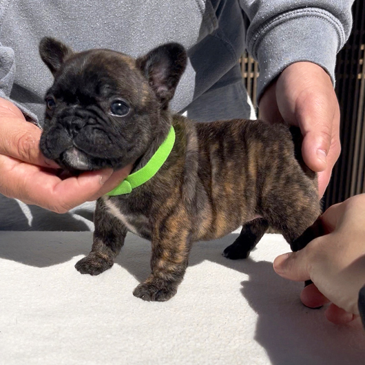 251220BRF-01可愛いお顔でコロコロボディーのフレンチブルドッグのタイガーブリンドル女の子です。-1