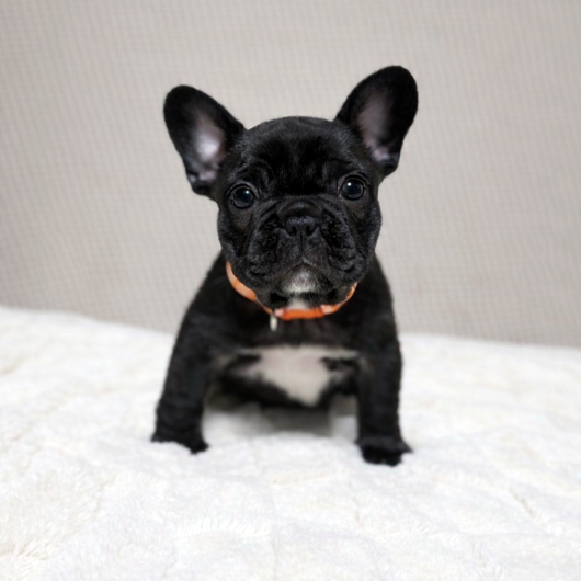 251201BRF-01アメリカ系コロコロボディーのフレンチブルドッグのブリンドル女の子です。-1