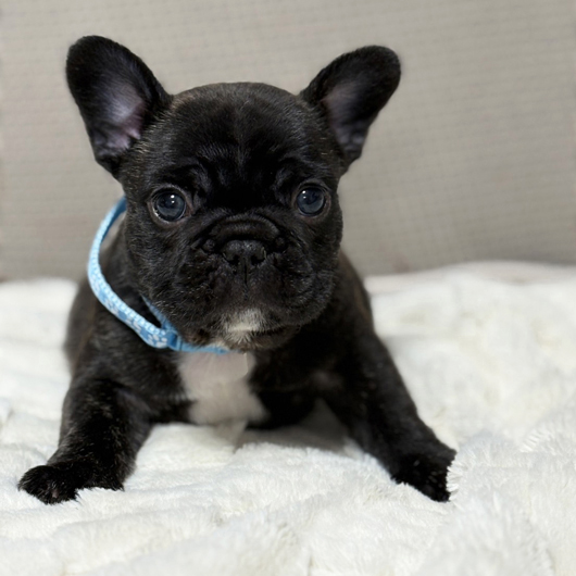251201BRM-01アメリカ系コロコロボディーのフレンチブルドッグのブリンドル男の子です。-2