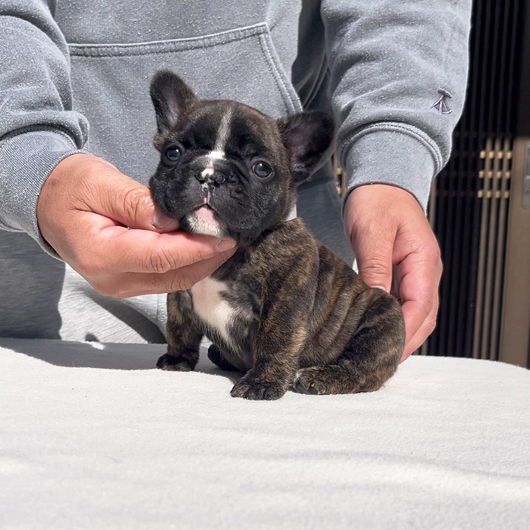 251220BRM-01可愛いお顔でコロコロボディーのフレンチブルドッグのタイガーブリンドル男の子です。-1