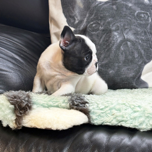 251126PDM-01可愛いお顔で綺麗な配色のフレンチブルドッグのパイド男の子です。-2