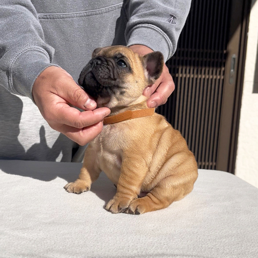 251214FWM-01可愛いお顔でコロコロボディーのフレンチブルドッグのフォーン男の子です。-2